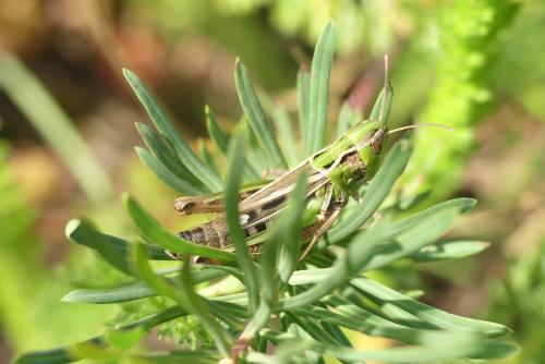 Réf. 213 185 : Stenobothrus nigromaculatus nigromaculatus